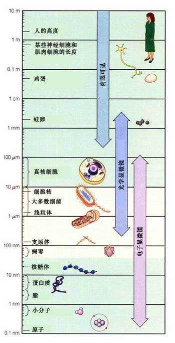 电子显微镜观察区间