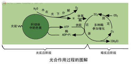 图3光合作用过程图解