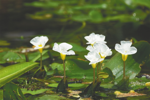 水菜花