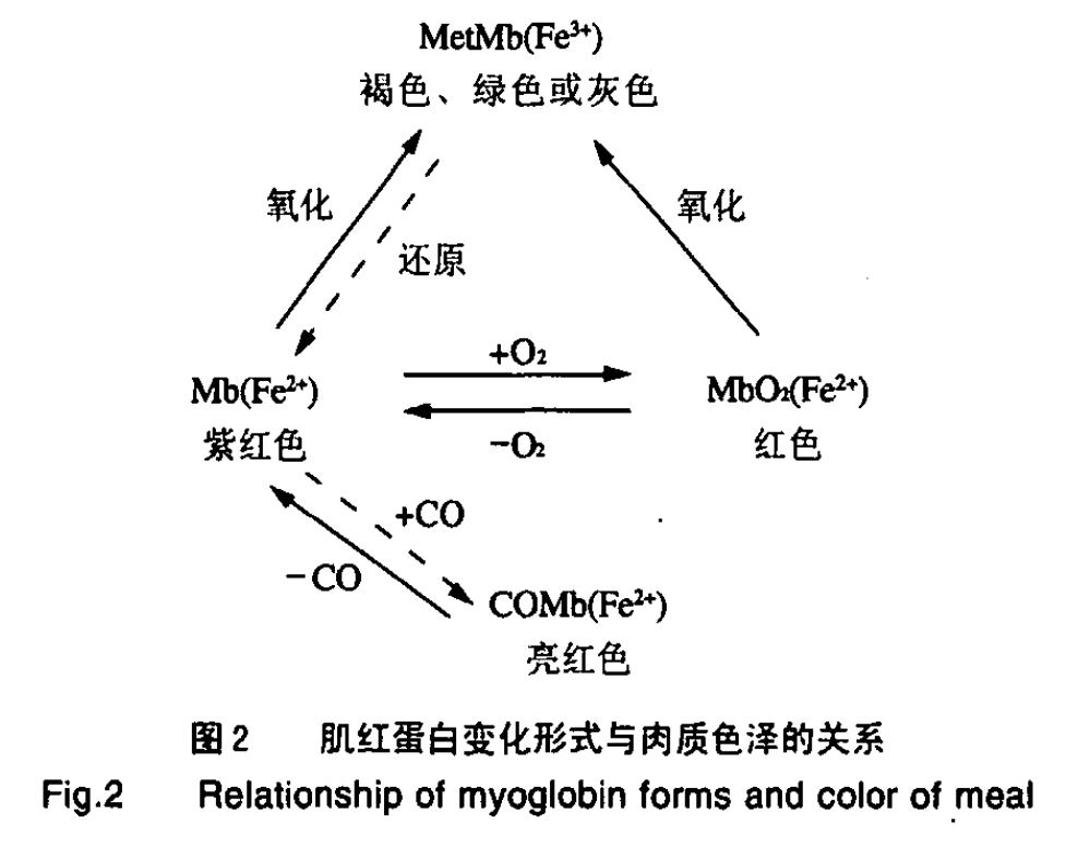 肌红蛋白变化形式与肉质色泽的关系 