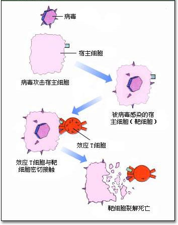 效应T细胞的杀伤作用过程示意图