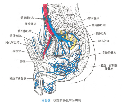 盆部的静脉与淋巴结