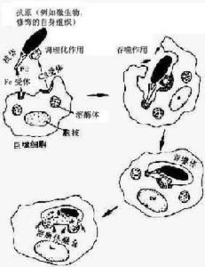 急性炎症