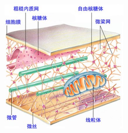 细胞骨架图