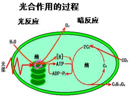 光合作用