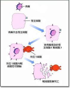 效应细胞