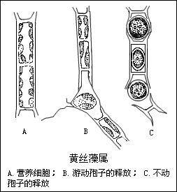 藻类 图示