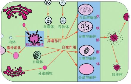 溶酶体的消化功能