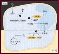 图4 C4植物代谢示意图