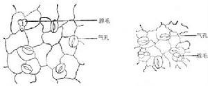 水蔓菁叶表皮