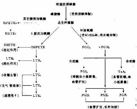 急性炎症