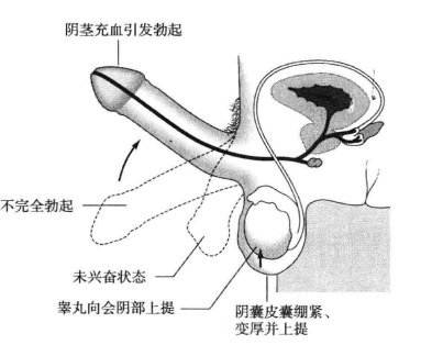 勃起过程 