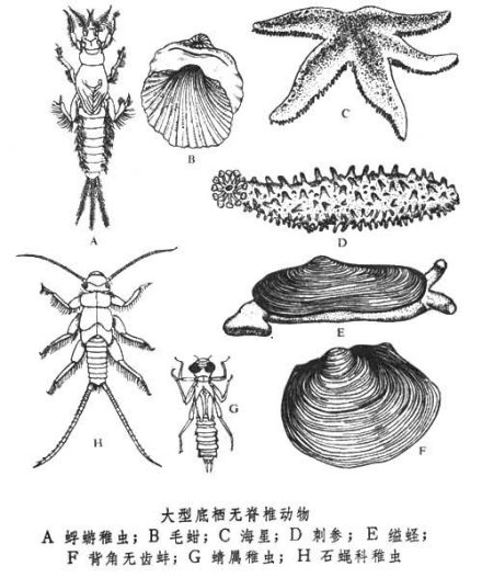 大型底栖无脊椎动物