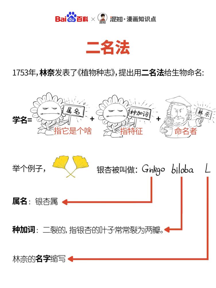 百科x混知：图解二名法