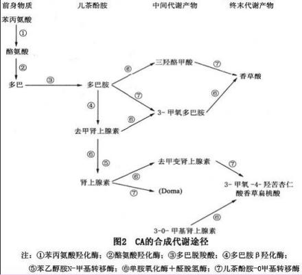 儿茶酚胺的合成代谢