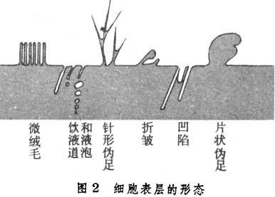 细胞表面