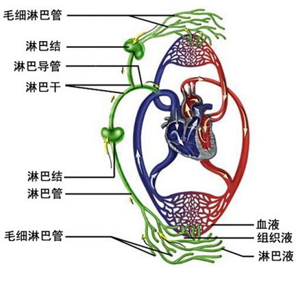 淋巴液循环图