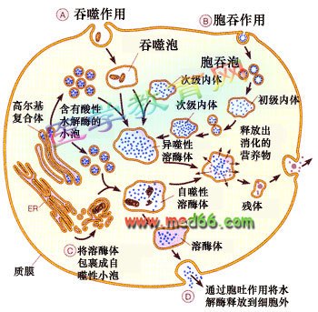 溶酶体酶