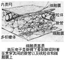 细胞质基质