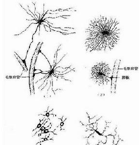 医学组织学图谱