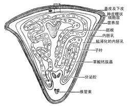 种子横切面