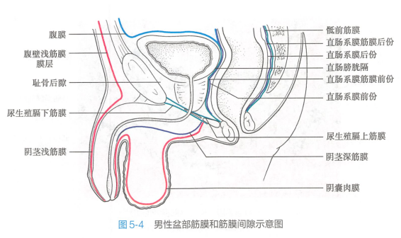 男性盆部筋膜和筋膜间隙