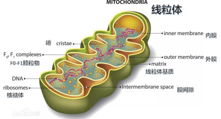 线粒体结构