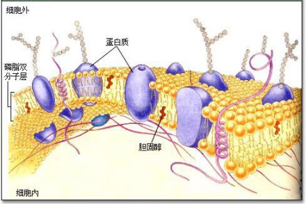 细胞膜