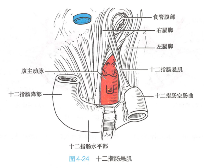 十二指肠悬肌