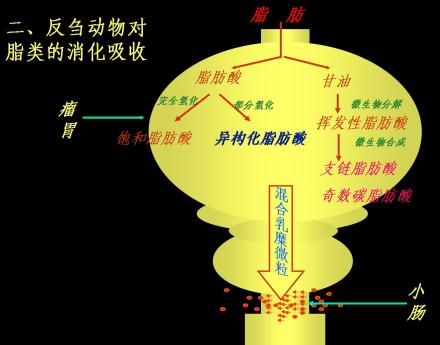 脂类消化