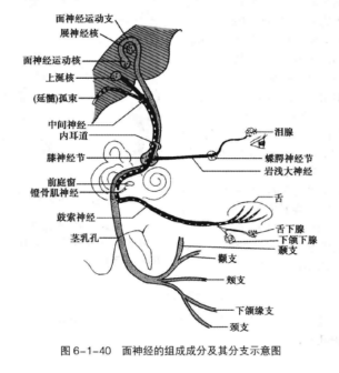 面神经的组成成分及其分支