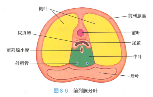 前列腺分叶